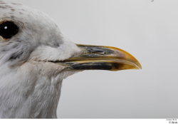 Mouth Bird Animal photo references